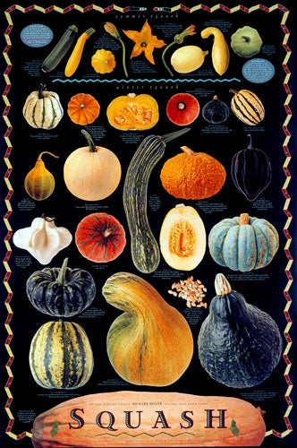 Squash Art Print by Mark Miller - 36 Wall Decor for Sports & Modern Homes