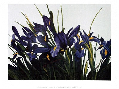 Wild Iris by Sharon Mack Wall Art Décor 18 x 24 inch Art Print
