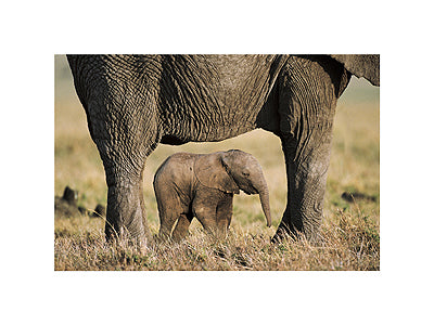 Elephant & Calf Art Print by Steve Bloom - Wildlife Photography Wall Decor