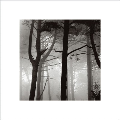 Forest I by Nicholas Pavloff Wall Art Décor 15 ¾ x 15 ¾ Art Print