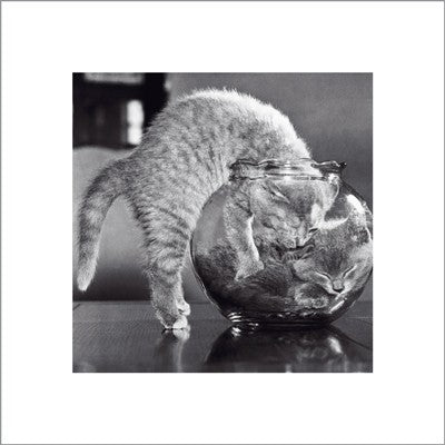 Bowl of Cats by Anon Wall Art Décor 15 3/4 x 15 3/4 Art Print