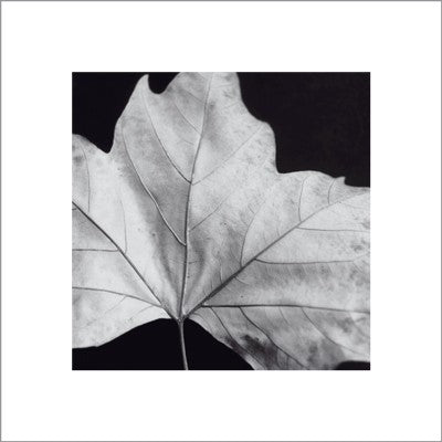 Leaf by Brian David Stevens Wall Art Décor 15 3/4 x 15 3/4 Art Print