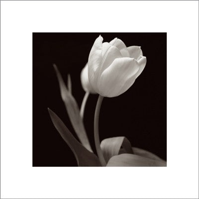 Tulip by Brian David Stevens Wall Art Décor 15 3/4 x 15 3/4 Art Print