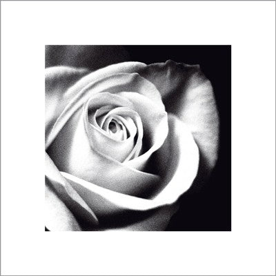 White Rose by Michael Banks Wall Art Décor 15 ¾ x 15 ¾ Art Print