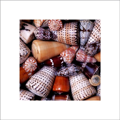 Cone Shells by Chris Hellier Wall Art Décor 15 3/4 x 15 3/4 Art Print