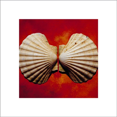 Sea Shells by Adrian Burke Wall Art Décor 15 3/4 x 15 3/4 Art Print