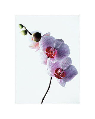 Orchid by Kevin Summers Wall Art Décor 19 3/4 x 15 3/4 Art Print
