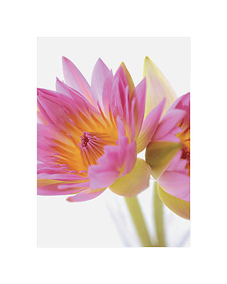 Lotus Blossoms by Jim Franco Wall Art Décor 19 3/4 x 15 3/4 Art Print