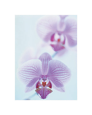 Two Orchids by Amy Neunsinger Wall Art Décor 19 3/4 x 15 3/4 Art Print