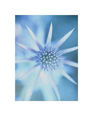 Sea Holly by Carol Sharp Wall Art Décor 19 3/4 x 15 3/4 Art Print
