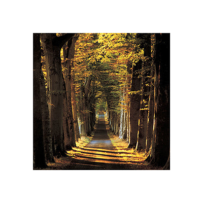 Tree Lined Avenue by Kathy Collins - Serene Landscape Wall Art Decor
