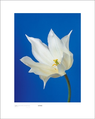 Tulip, Nature's White on Deep Blue by Masao Ota Wall Art Décor 19 3/4 x 15 3/4 Art Print