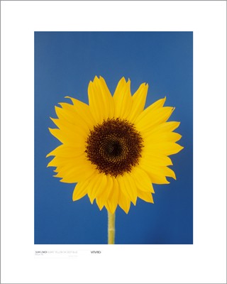Sunflower, Burnt Yellow on Deep Blue by Masao Ota Wall Art Décor 19 3/4 x 15 3/4 Art Print