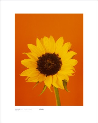 Sunflower, Burnt Yellow on Orange by Masao Ota Wall Art Décor 19 3/4 x 15 3/4 Art Print