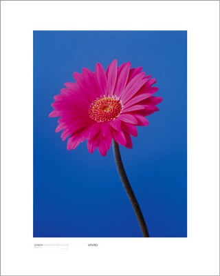 Gerbera, Magenta on Reflex Blue by Masao Ota Wall Art Décor 19 3/4 x 15 3/4 Art Print