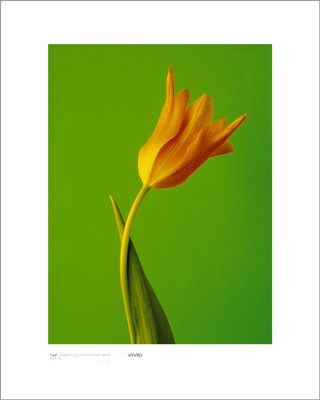 Tulip, Sunburnt Yellow on Bright Green by Masao Ota Wall Art Décor 19 3/4 x 15 3/4 Art Print
