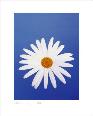 Marguerite, Pure White on Reflex Blue by Masao Ota Wall Art Décor 19 3/4 x 15 3/4 Art Print