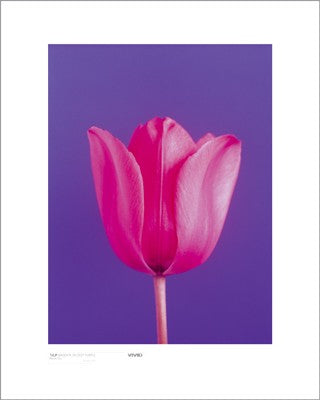 Tulip, Magenta on Deep Purple by Masao Ota Wall Art Décor 19 3/4 x 15 3/4 Art Print