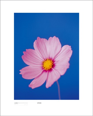 Cosmos, Mauve on Reflex Blue by Masao Ota Wall Art Décor 19 3/4 x 15 3/4 Art Print