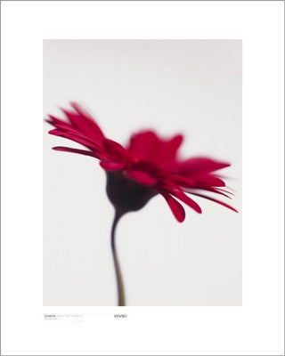 Gerbera, Bright Red on White by Michael Banks Wall Art Décor 19 3/4 x 15 3/4 Art Print