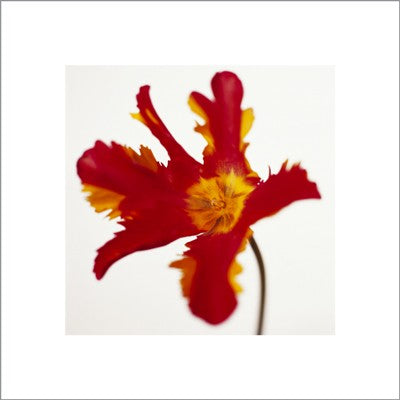 Parrot Tulip, Bright Red on White by Michael Banks Wall Art Décor 19 3/4 x 15 3/4 Art Print