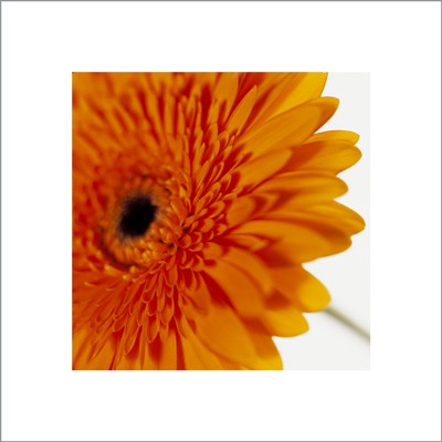 Gerbera, Deep Yellow on White by Michael Banks Wall Art Décor 15 ¾ x 15 ¾ Art Print