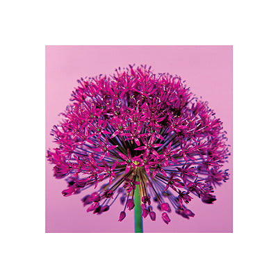 Pink Allium by Juliet Greene Wall Art Décor 15 3/4 x 15 3/4 Art Print