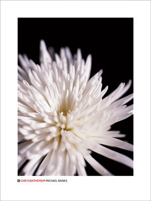 Chrysanthemum by Michael Banks Wall Art Décor 31 1/2 x 23 1/2 Art Print