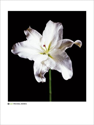 Lily by Michael Banks Wall Art Décor 31 1/2 x 23 1/2 Art Print