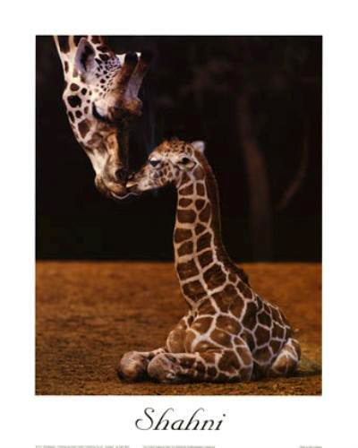 Shahni by Ron D’Raine Wall Art Décor 31 ¼ x 23 5/8 inch Art Print