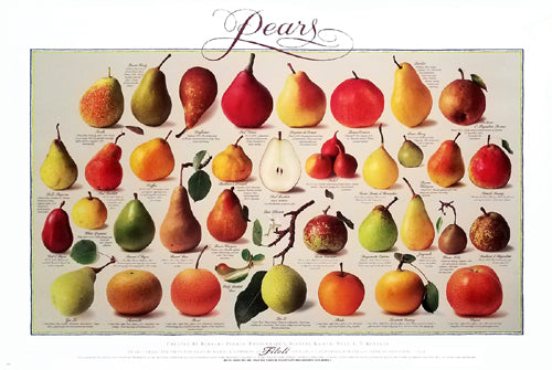 Pears Fine Art Print - Modern Still Life Wall Décor by Unknown