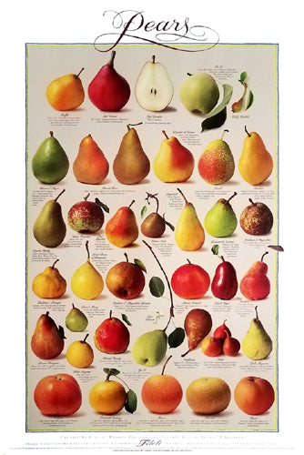 Pears Vertical by Barbara Flores Wall Art Décor 36 x 24 Art Print
