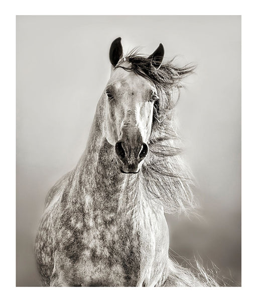 Caballo de Andaluz by Lisa Dearing Wall Art Décor 20 x 17 Art Print