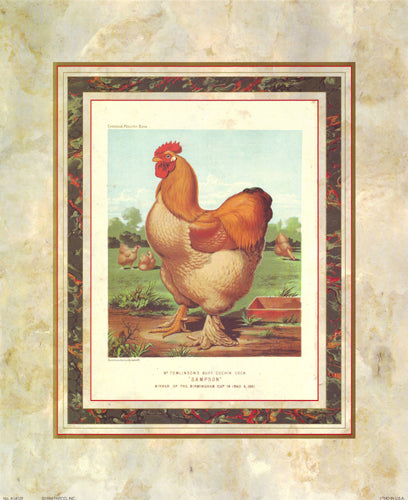 Buff. Cochin Cock from Cassell's Poultry Book by J.W. Ludlow Wall Art Décor 17 x 14 Art Print