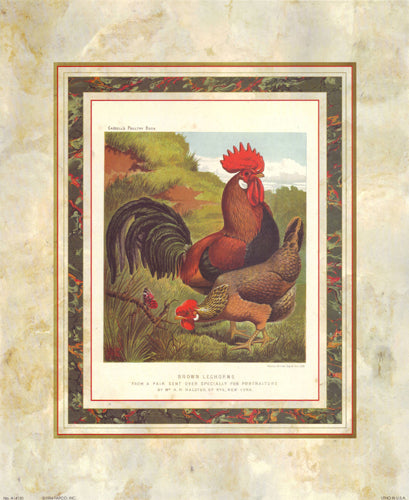 Brown Leg Horn from Cassell's Poultry Book by J.W. Ludlow Wall Art Décor 17 x 14 Art Print