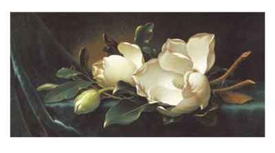 Magnolia Blossoms on Blue Velvet by Martin Johnson Heade Wall Art Décor 14 1/2 x 26 Art Print