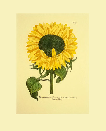 Chrysanthemum Sunflower by Johann Wilhelm Weinmann Wall Art Décor 21 x 17 Art Print
