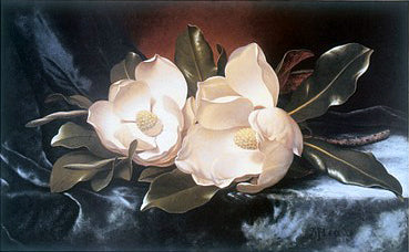 Magnolias on a Blue Velvet Cloth by Martin Johnson Heade Wall Art Décor 11 1/2 x 14 Art Print