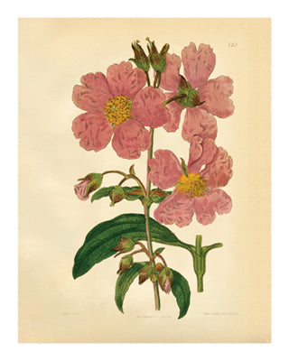 Botanical Series 225 by Anon Wall Art Décor 10 x 8 Art Print
