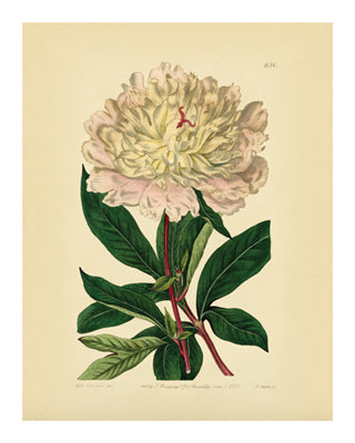 Botanical Series 630 by Anon Wall Art Décor 10 x 8 Art Print