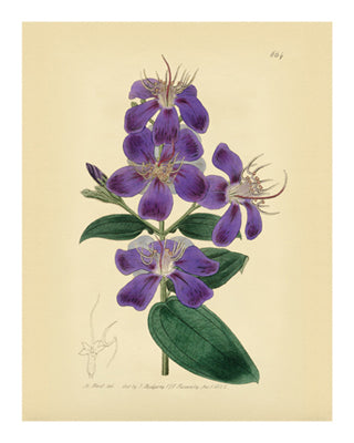 Botanical Series 664 - Nature-Inspired Wall Art Print 10x8 inch