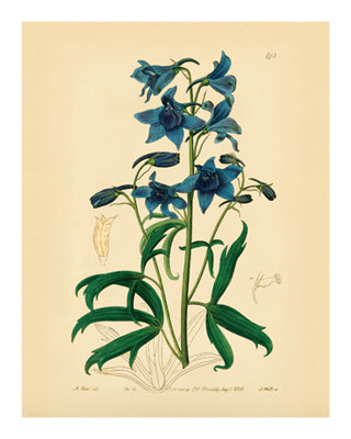 Botanical Series 473 by Anon Wall Art Décor 10 x 8 Art Print