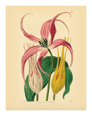 Botanical Series 127 by Anon Wall Art Décor 10 x 8 Art Print