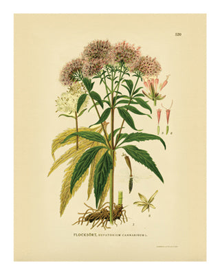 Botanical Series 520 by Anon Wall Art Décor 10 x 8 Art Print