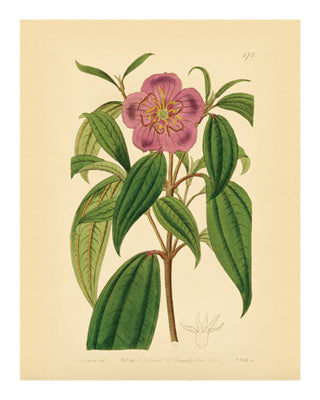 Botanical Series 672 by Anon Wall Art Décor 10 x 8 Art Print