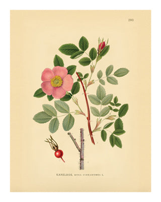 Botanical Series 293 by Anon Wall Art Décor 10 x 8 Art Print