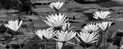 White Innocence Water by Dennis Frates Wall Art Décor 8 x 20 Art Print