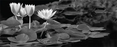 Hughes Water Garden by Dennis Frates Wall Art Décor 8 x 20 Art Print