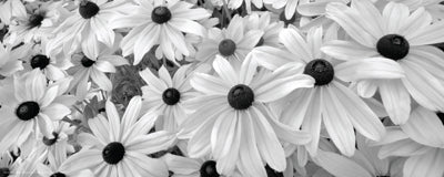 Black Eyed Susans by Dennis Frates Wall Art Décor 8 x 20 Art Print
