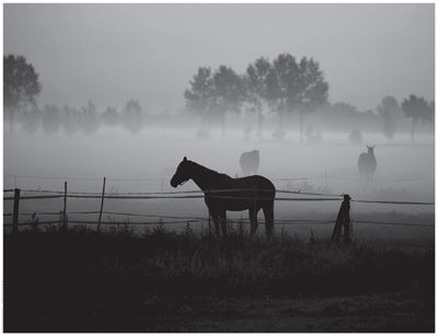 Grazing in the Mist by Anon Wall Art Décor 14 x 18 1/4 Art Print